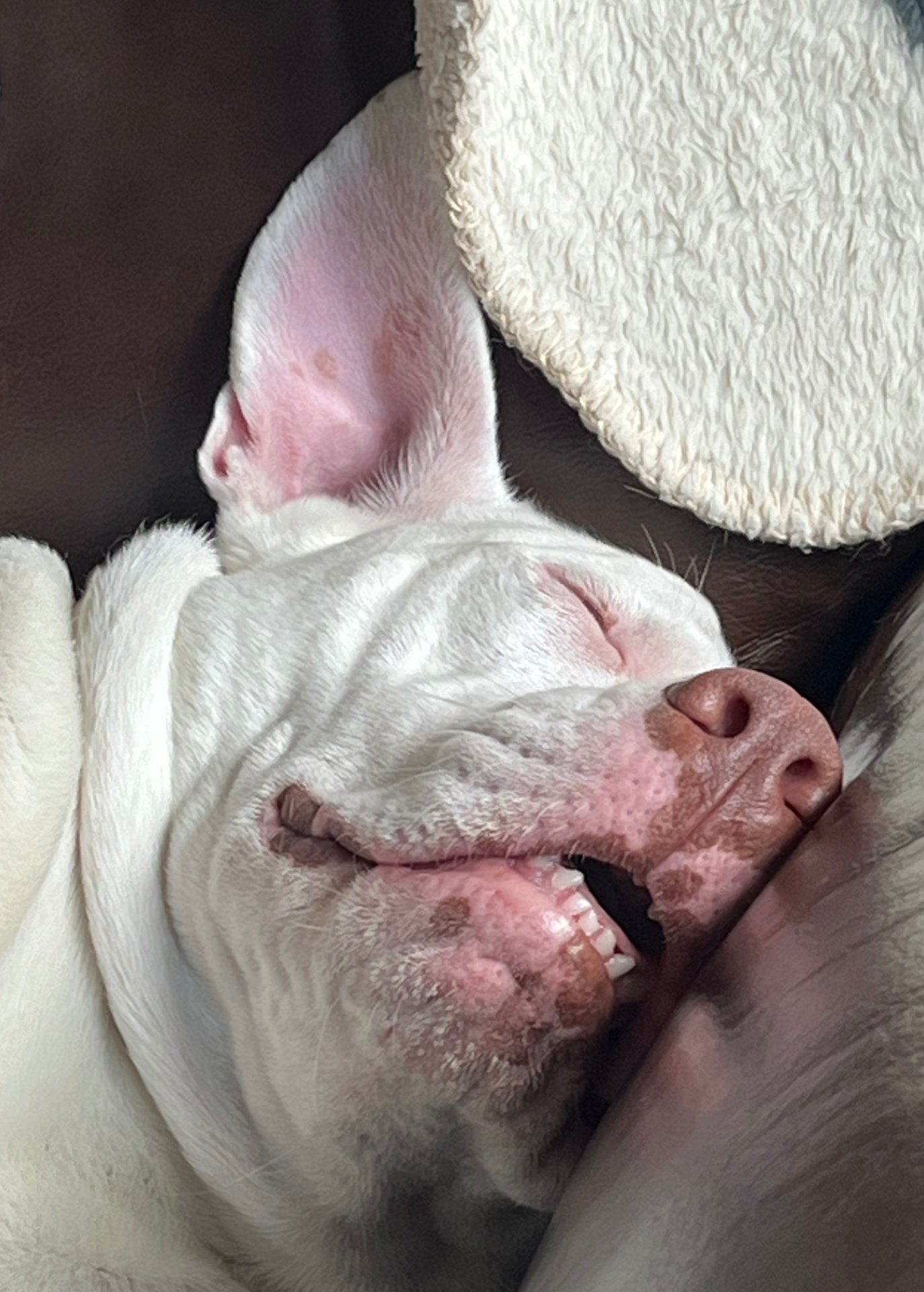 Happy dog resting peacefully after a session